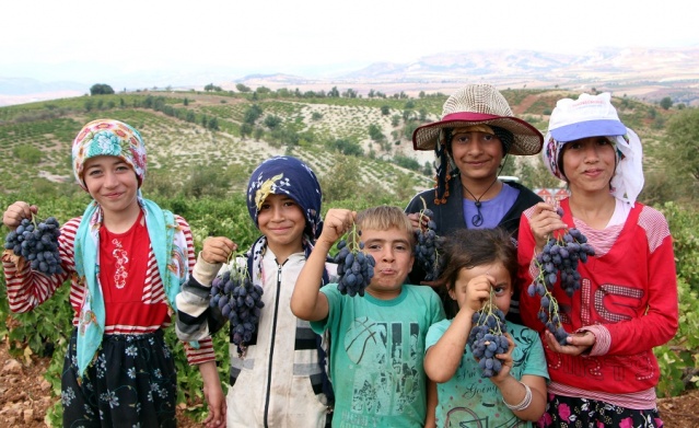 Yumaklıcerit Peygamber Üzümü