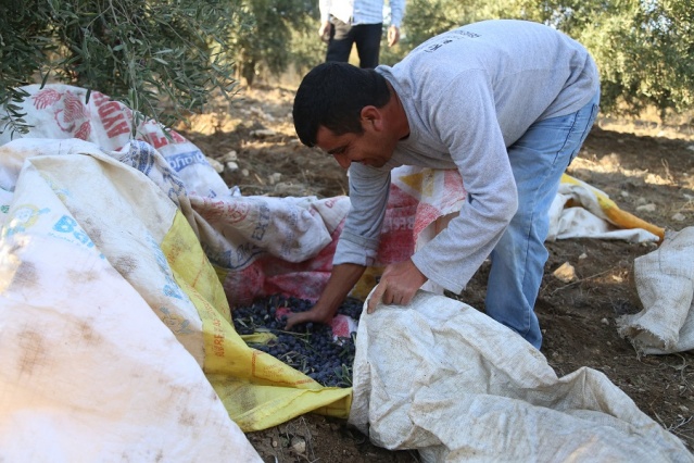 Zeytinin Yağa Dönüşüm Yolculuğu Başladı