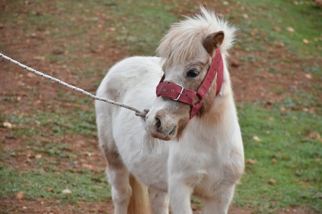 Midilli Doru ve Yavrusu Pamuk