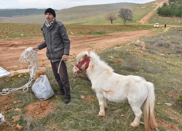 Midilli Doru ve Yavrusu Pamuk