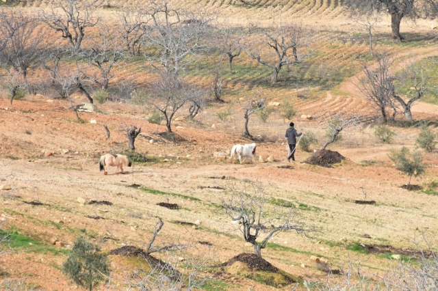 Midilli Doru ve Yavrusu Pamuk