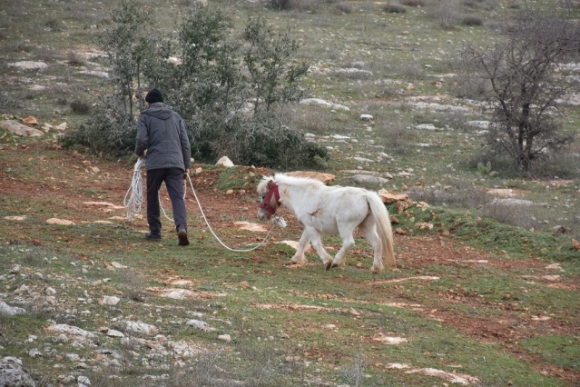 Midilli Doru ve Yavrusu Pamuk