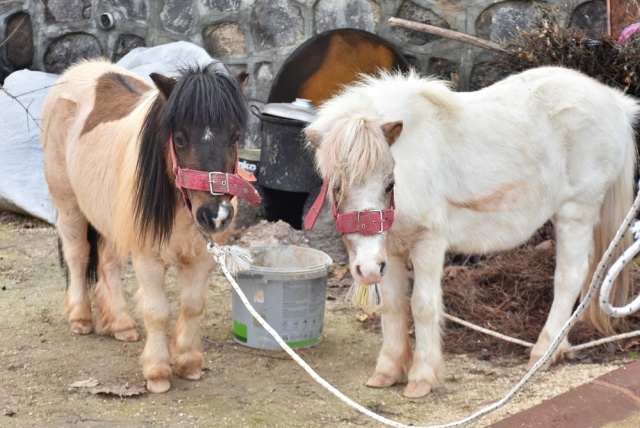 Midilli Doru ve Yavrusu Pamuk