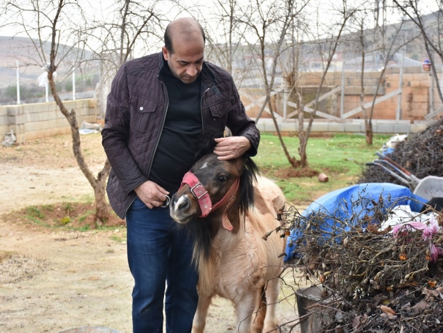 Midilli Doru ve Yavrusu Pamuk