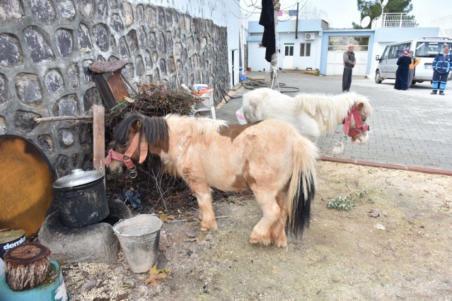 Midilli Doru ve Yavrusu Pamuk