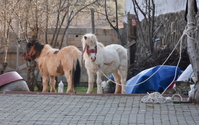 Midilli Doru ve Yavrusu Pamuk