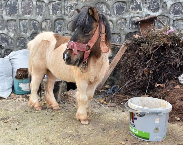 Midilli Doru ve Yavrusu Pamuk