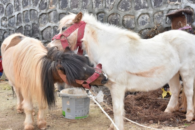Midilli Doru ve Yavrusu Pamuk