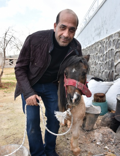 Midilli Doru ve Yavrusu Pamuk