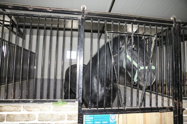 Atların Efendisi Thor