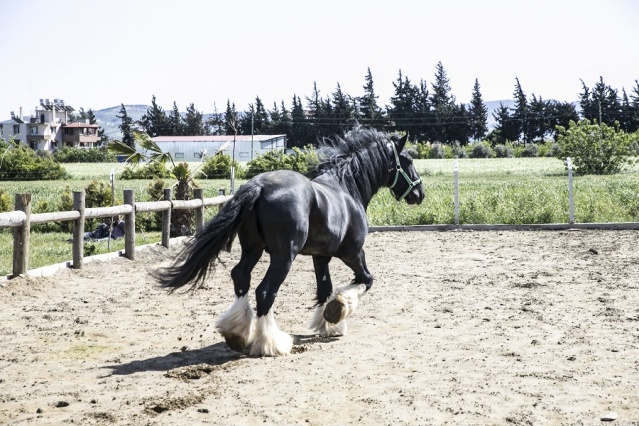 Atların Efendisi Thor