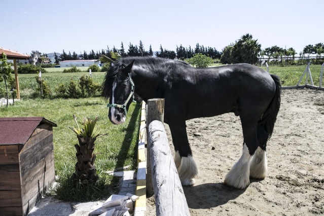 Atların Efendisi Thor