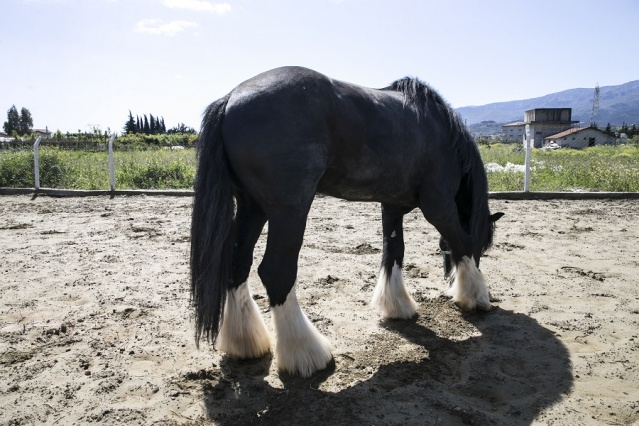Atların Efendisi Thor