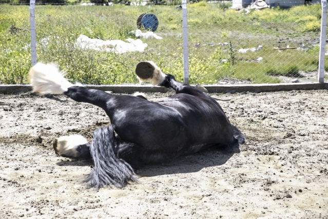Atların Efendisi Thor