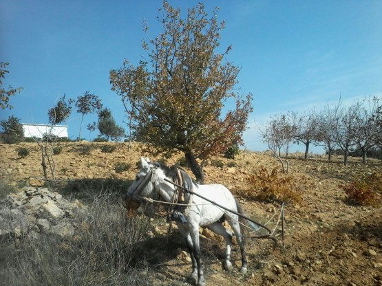 Bağbozumu Mevsimi ve Sonbaharın Hüznü