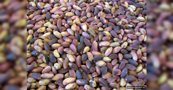 Fıstık En Düşük 30, En Yüksek 45 Liradan Satıldı