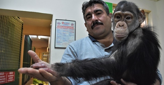 Şempanzeye Özel Terapi