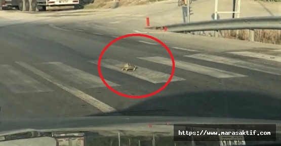 Trafik Kurallarına Uyan Kaplumbağa