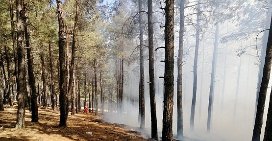 Kahramanmaraş’ta Ormanda Yangın Çıktı