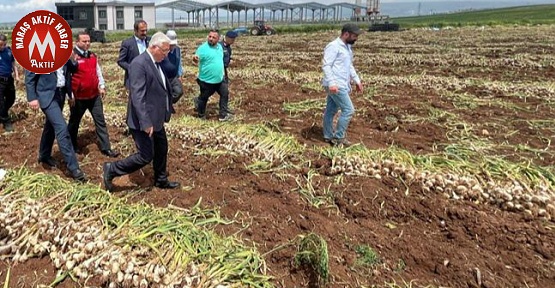 Sarımsak Hasadı Yapıldı