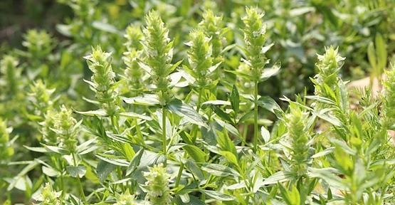 Ajuga Relicta Eskimayasıl Tespit Edildi