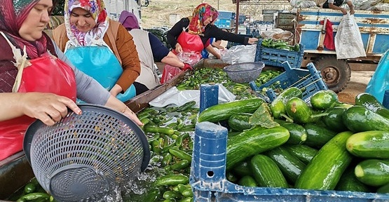 Salatalık Hasadı Başladı 35 Bin Ton Bekleniyor