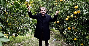 Erkoç Narenciye Bahçelerini Gezdi
