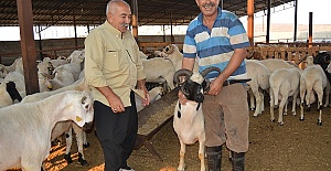 5 Boynuzlu Koçu Yüksek Fiyata da Satmıyor