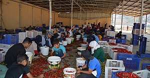 Acı Biber 7 Bin Kişiye İstihdam Oluşturuyor