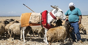 Beyaz Eşeklerin Nesli Tehlikede