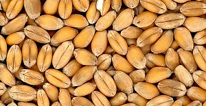 Buğday 1 Lira 14 Kuruş