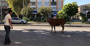 Dana Kaçtı Vatandaş Şaştı!