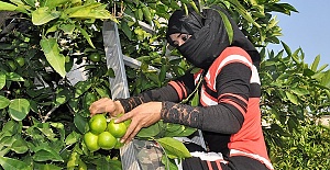 Erkenci Mandalina Hasat Ediliyor