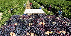 Hastalık Üzümü Vurdu Bağcılar Tedavi Bekliyor