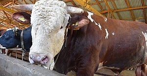 Kıvırcık’ın Fiyatı 25 Bin Lira