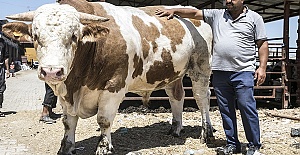 Kurbanlık 40 Bin Lira