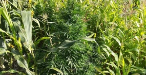 Mısır Ekti Kenevir Çıktı (?)