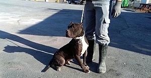 Pitbull ve Dogo Besleyenlere Ceza