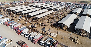 Piyasada Kurbanlık Sıkıntısı Yok