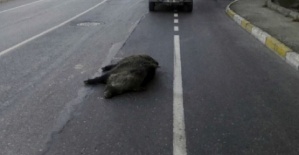 Talihsiz Kaza 2 Yaralı