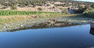 Ayağına Sarmaşık Dolanan Genç Boğuldu