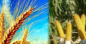 Buğday 1.20, Mısır 1.10 Lira