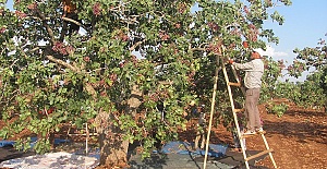 Fıstık Toplama Devam Ediyor