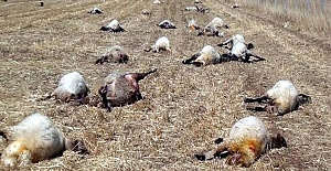 Yıldırım 75 Koyunu Telef Etti