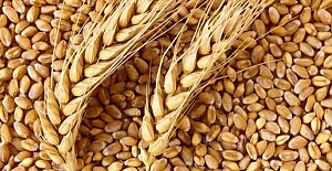 Buğday 1 Lira 40 Kuruş