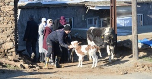 Depremde Mahsur Kalan Hayvanlar Kurtarıldı