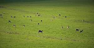 Gazella Gazella Nüfusu Artıyor
