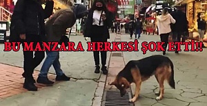 Köpek Her Gün Mazgala Niçin Bakıyordu