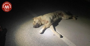 Köpekleri Zehirlediği İddiasıyla...