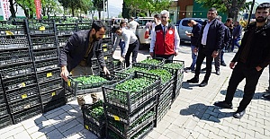 Büyükşehir’den Üreticiye 650 Bin Hibe Biber Fidesi
